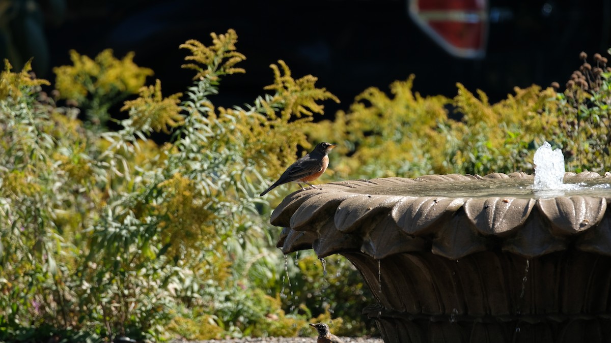 American Robin - ML642923171