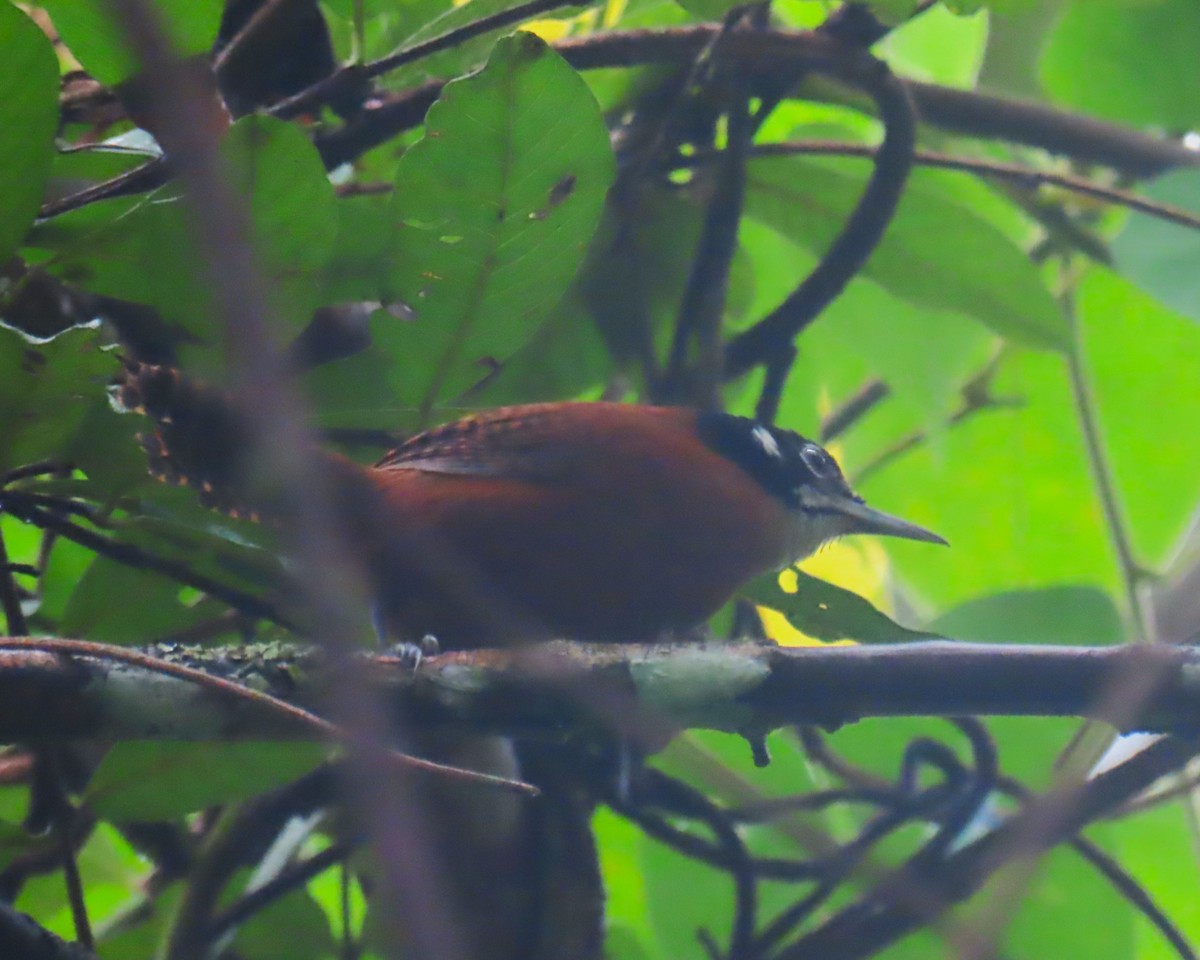 Bay Wren - ML642923172