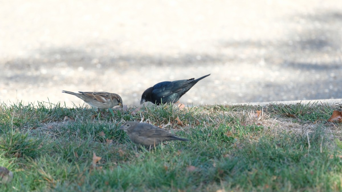 Brown-headed Cowbird - ML642923174