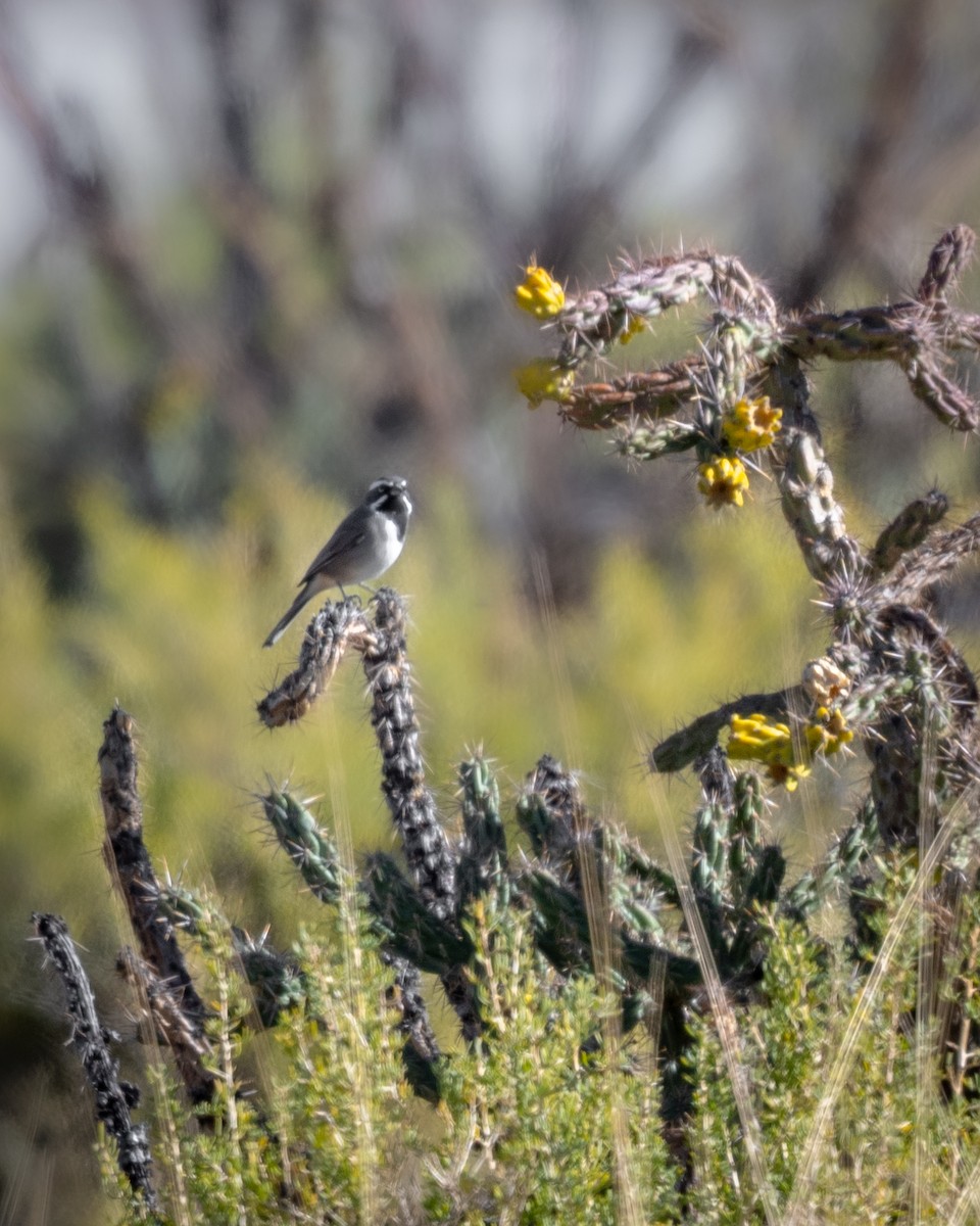 Black-throated Sparrow - ML642923182