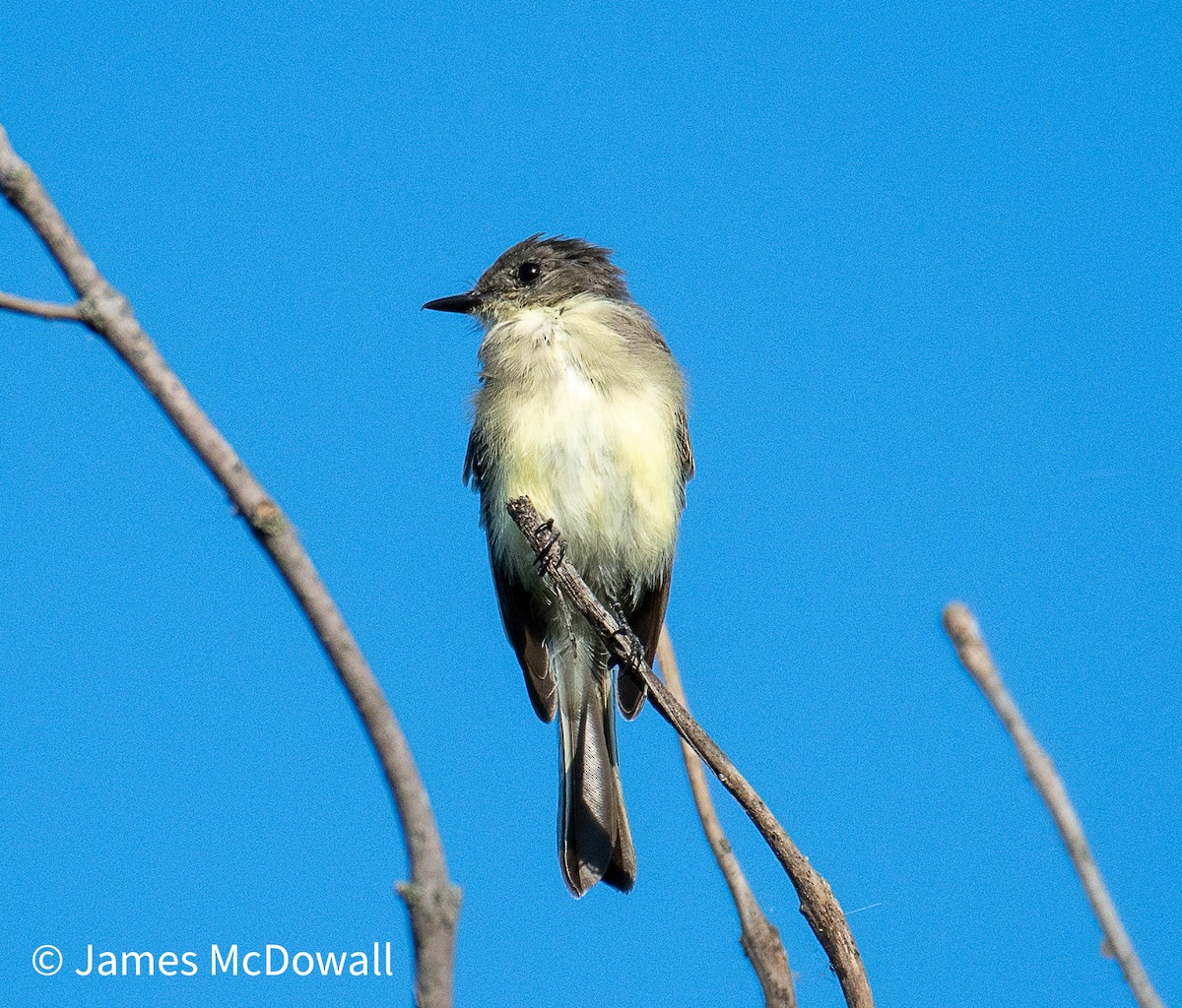 Eastern Phoebe - ML642923183