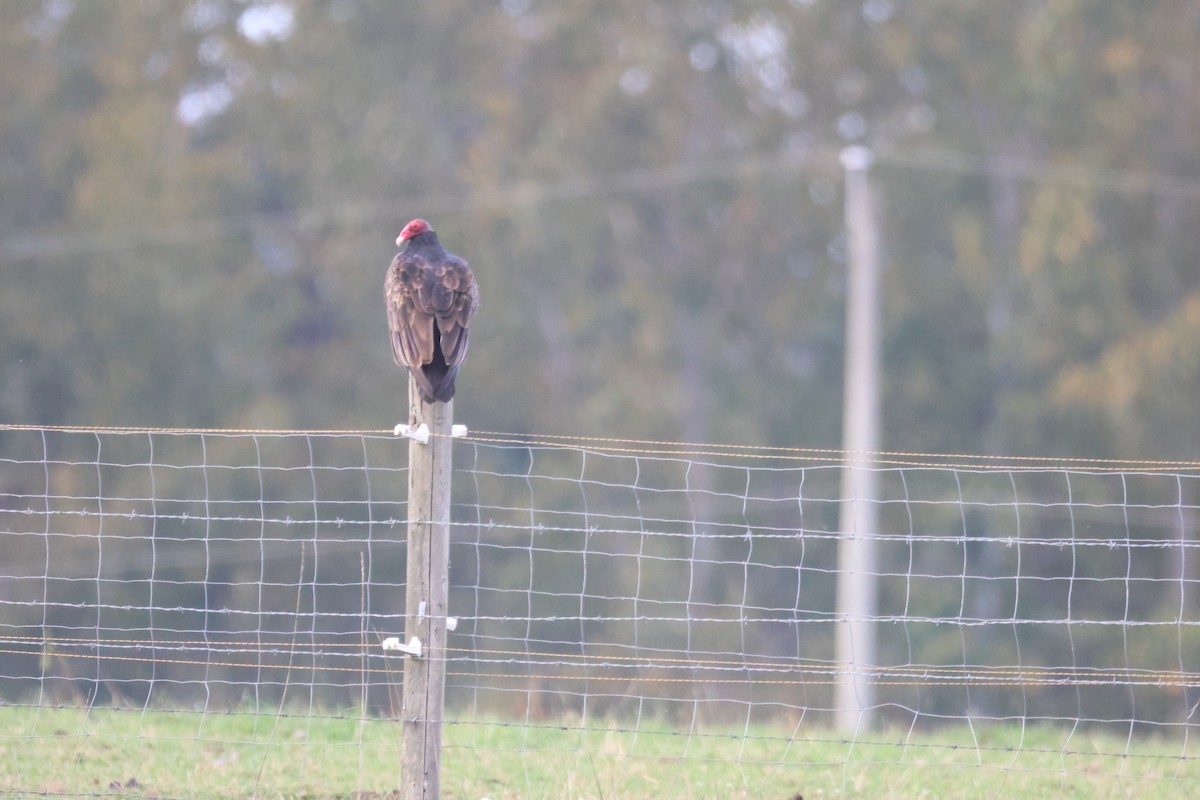 Turkey Vulture - ML642923185