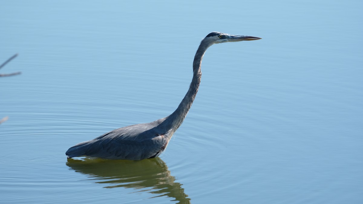 Great Blue Heron - ML642923186