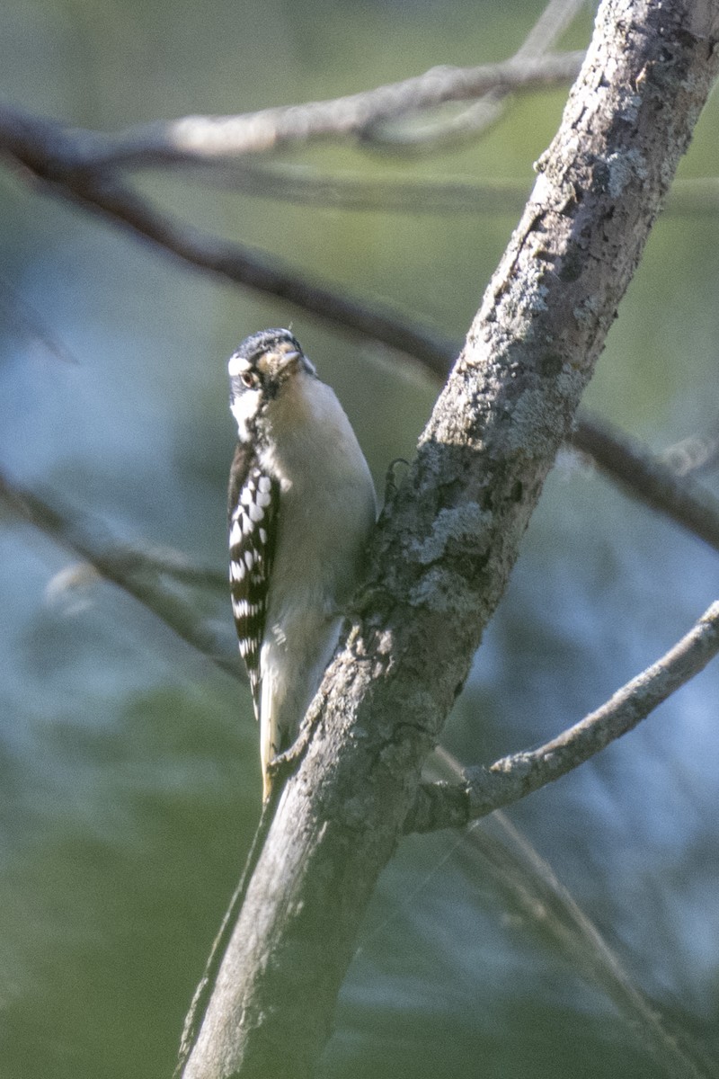Downy Woodpecker - ML642923187