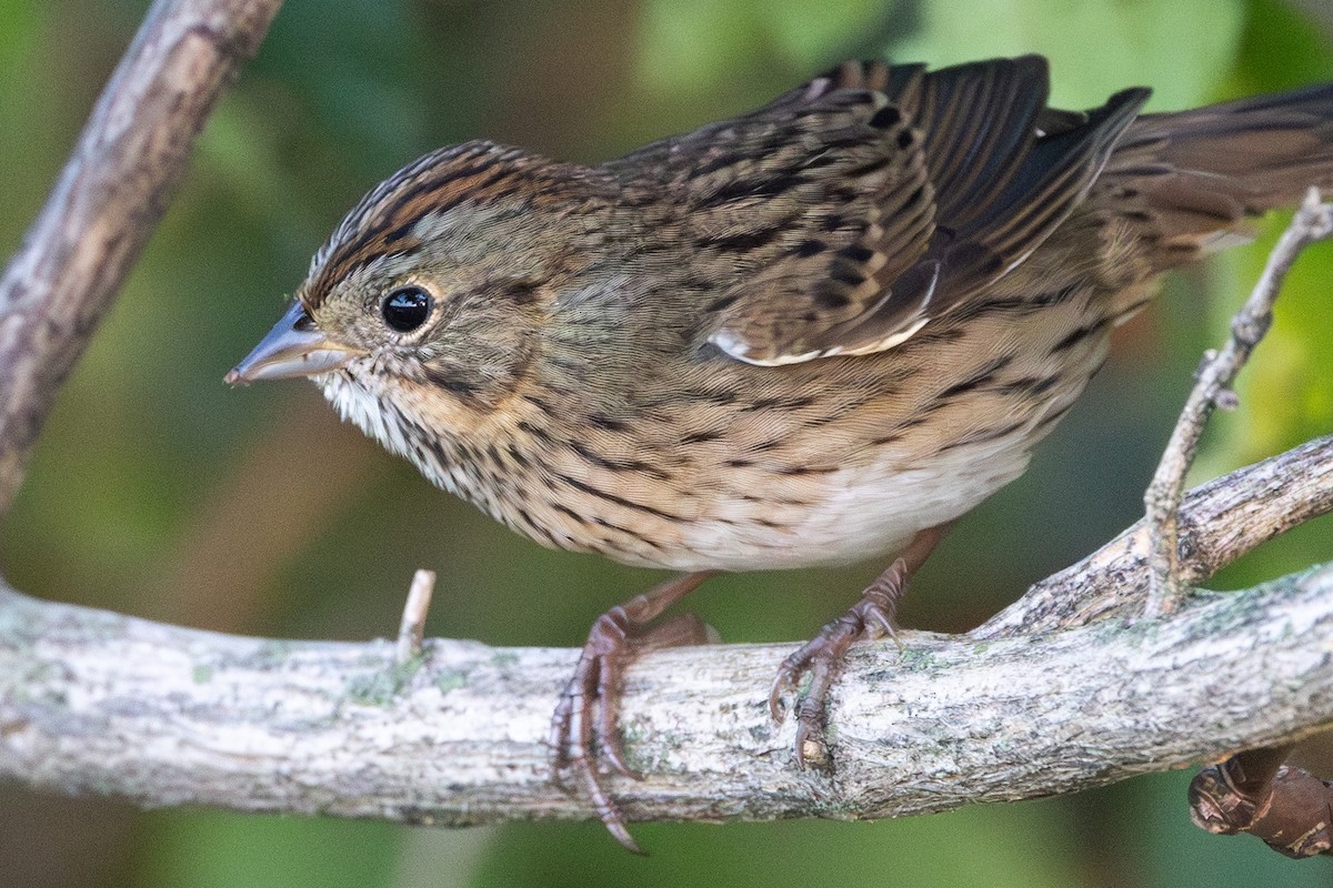 Lincoln's Sparrow - ML642923188