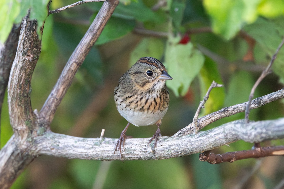 Lincoln's Sparrow - ML642923189