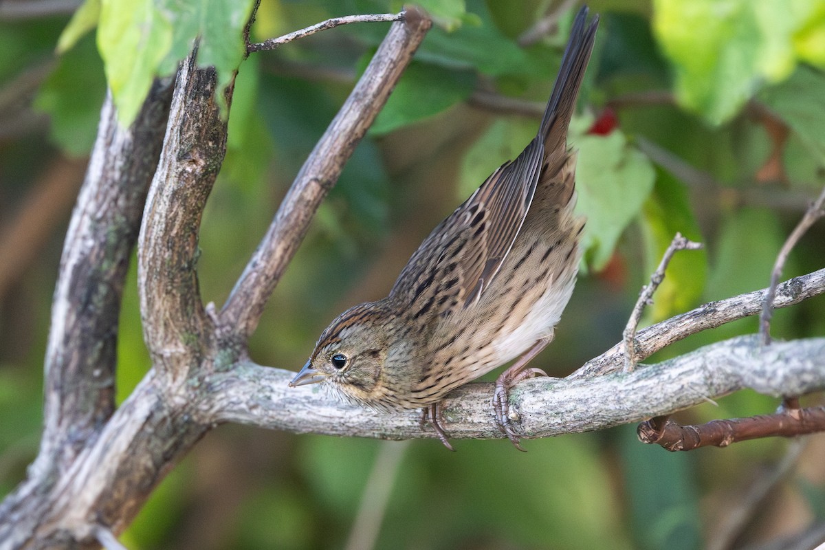 Lincoln's Sparrow - ML642923190