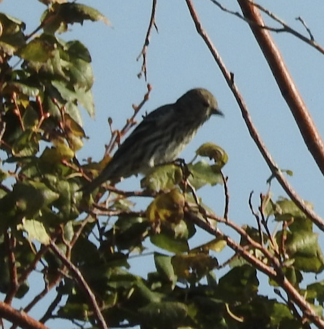 Pine Siskin - ML642923191