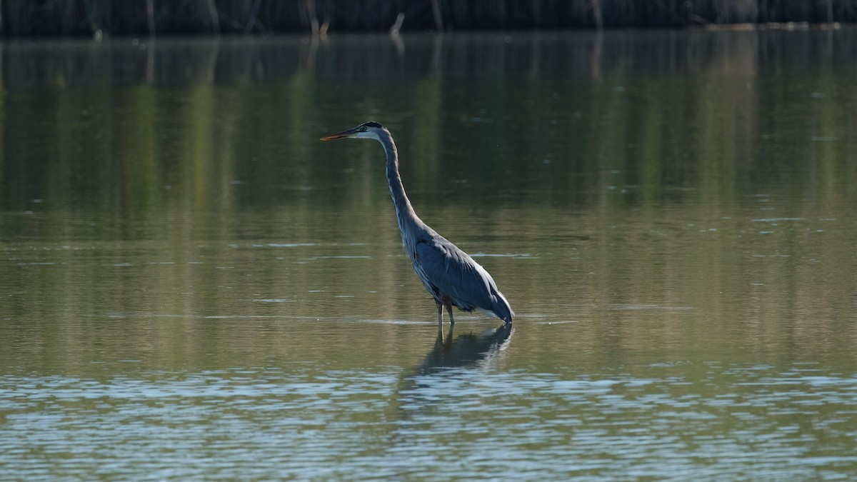Great Blue Heron - ML642923192