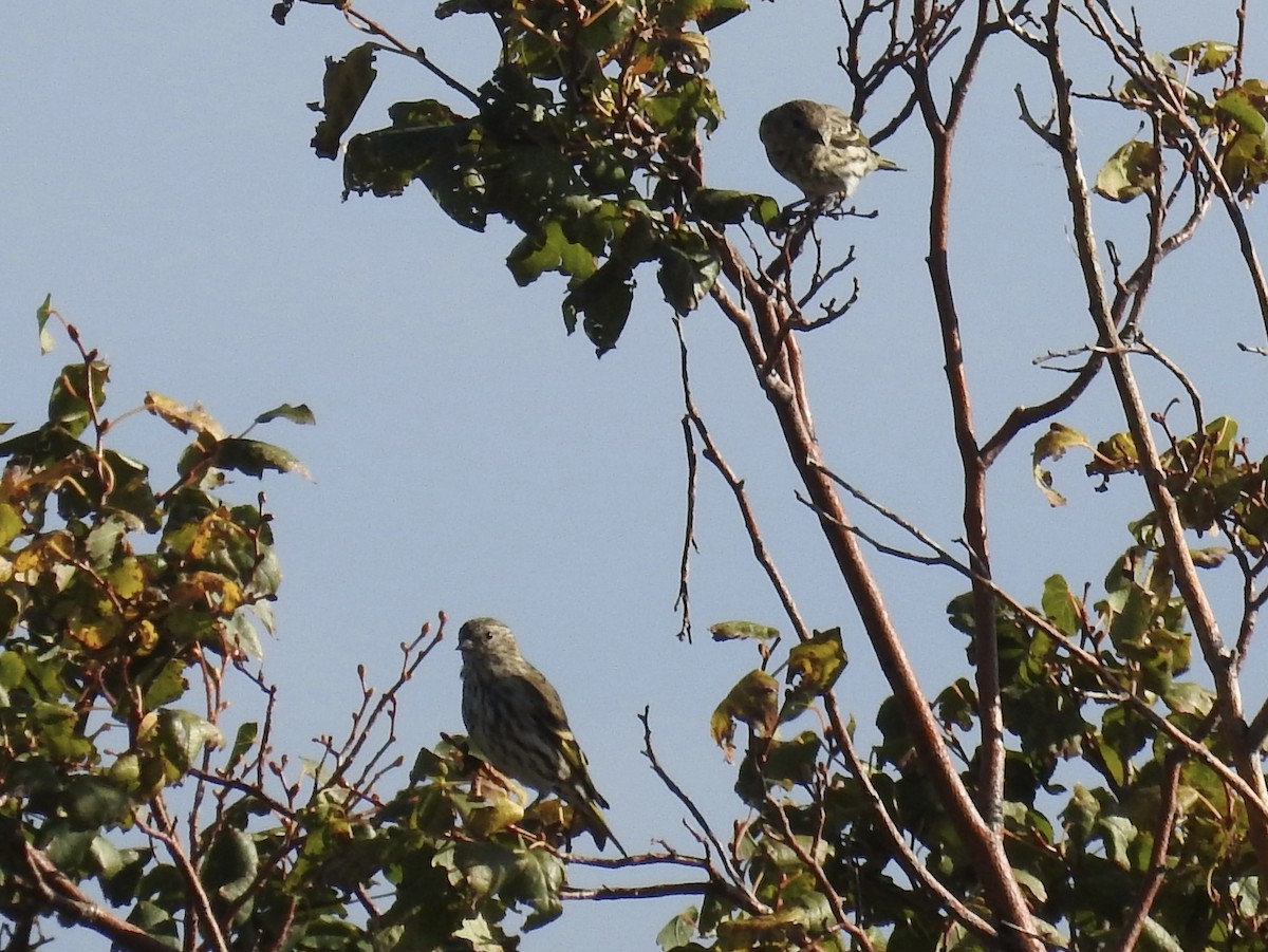 Pine Siskin - ML642923195