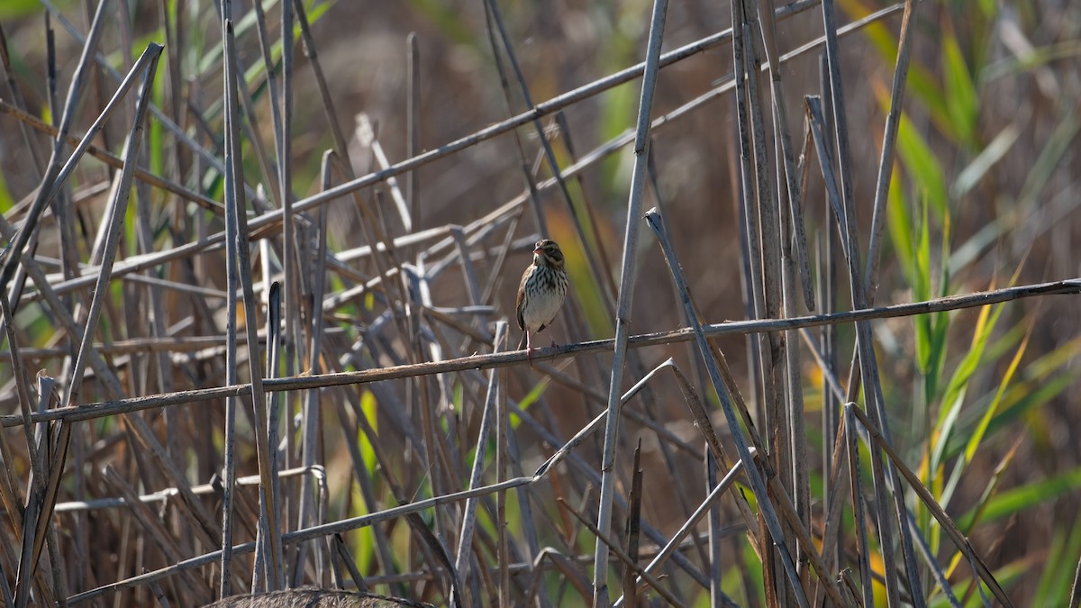 Savannah Sparrow - ML642923198