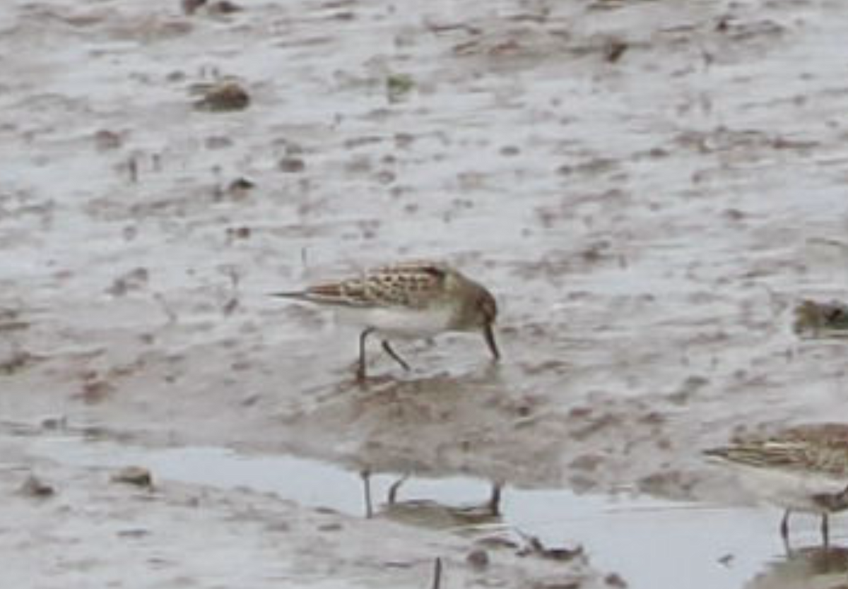 White-rumped Sandpiper - ML642923199
