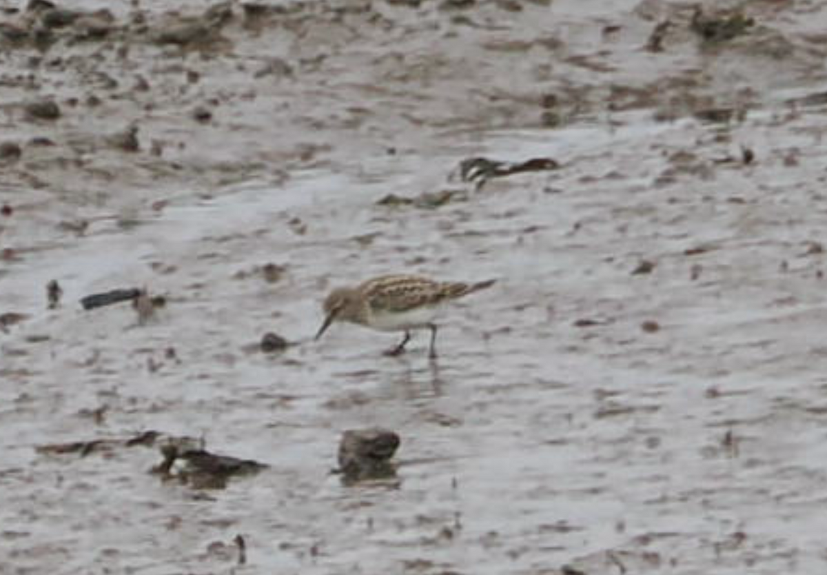 White-rumped Sandpiper - ML642923200