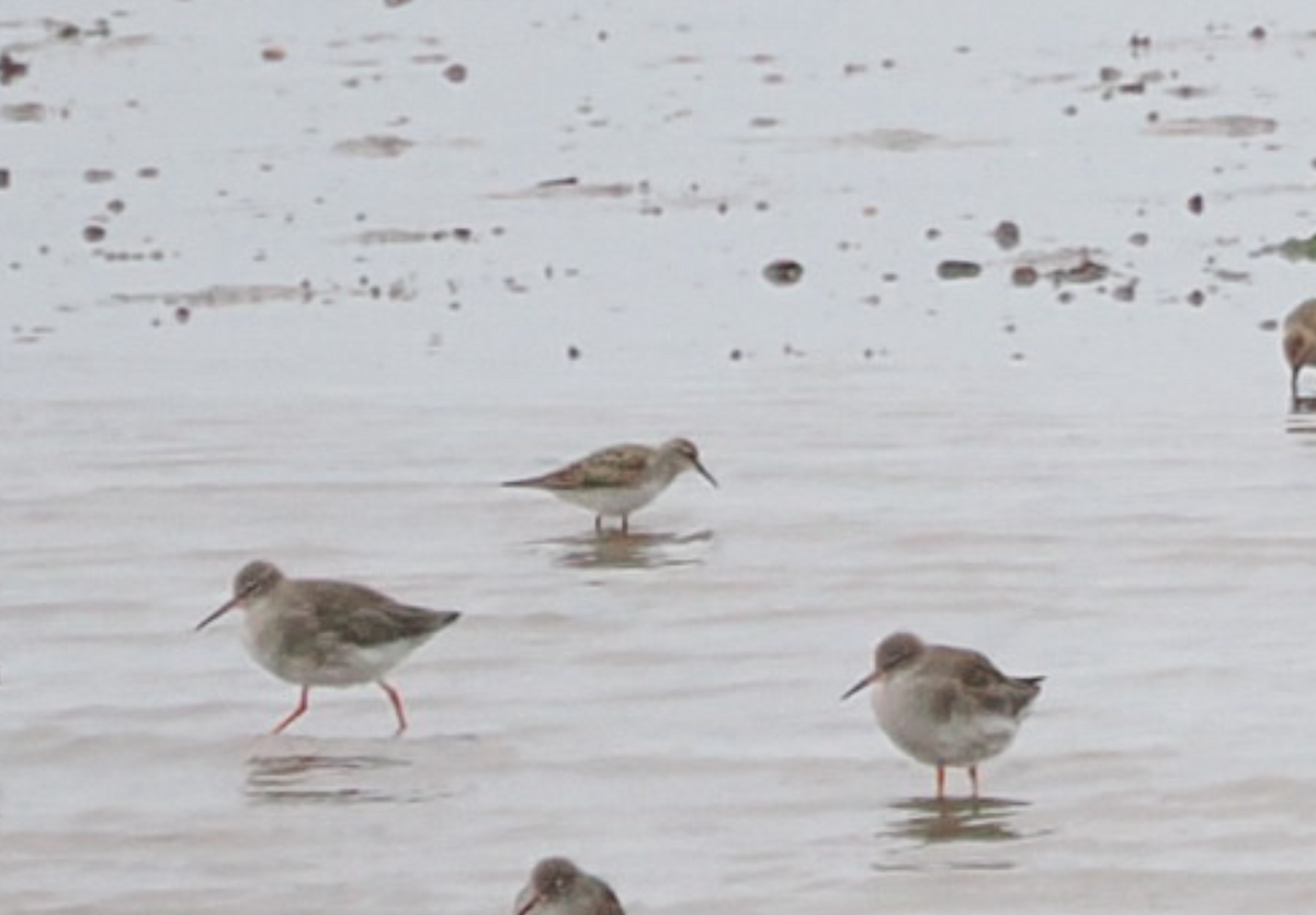 White-rumped Sandpiper - ML642923201