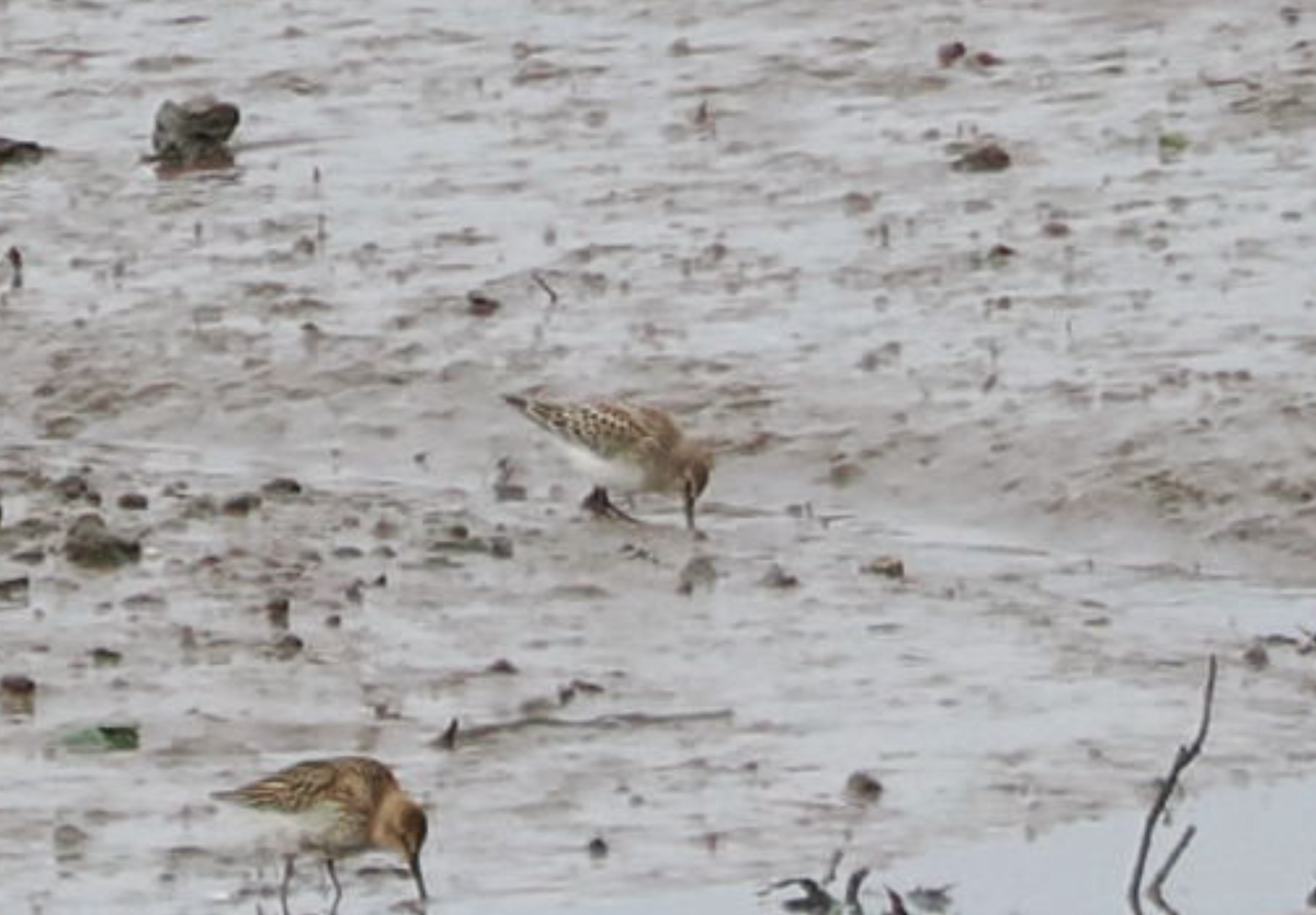 White-rumped Sandpiper - ML642923203