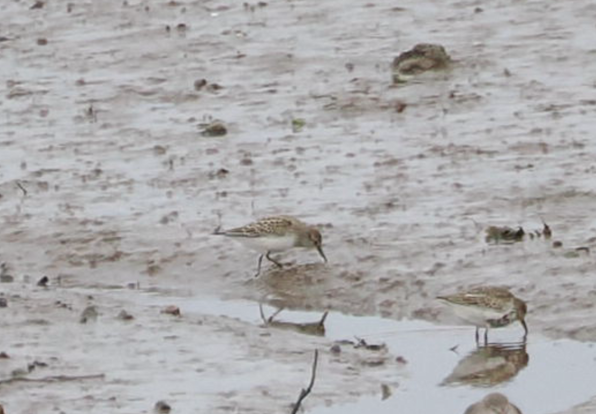 White-rumped Sandpiper - ML642923204