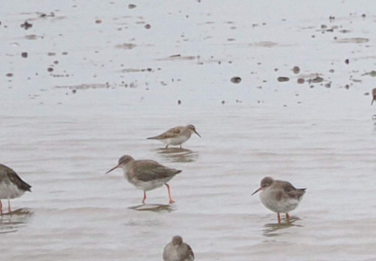 White-rumped Sandpiper - ML642923205
