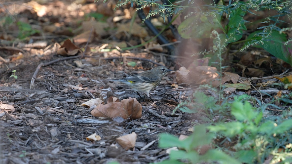 Yellow-rumped Warbler - ML642923209