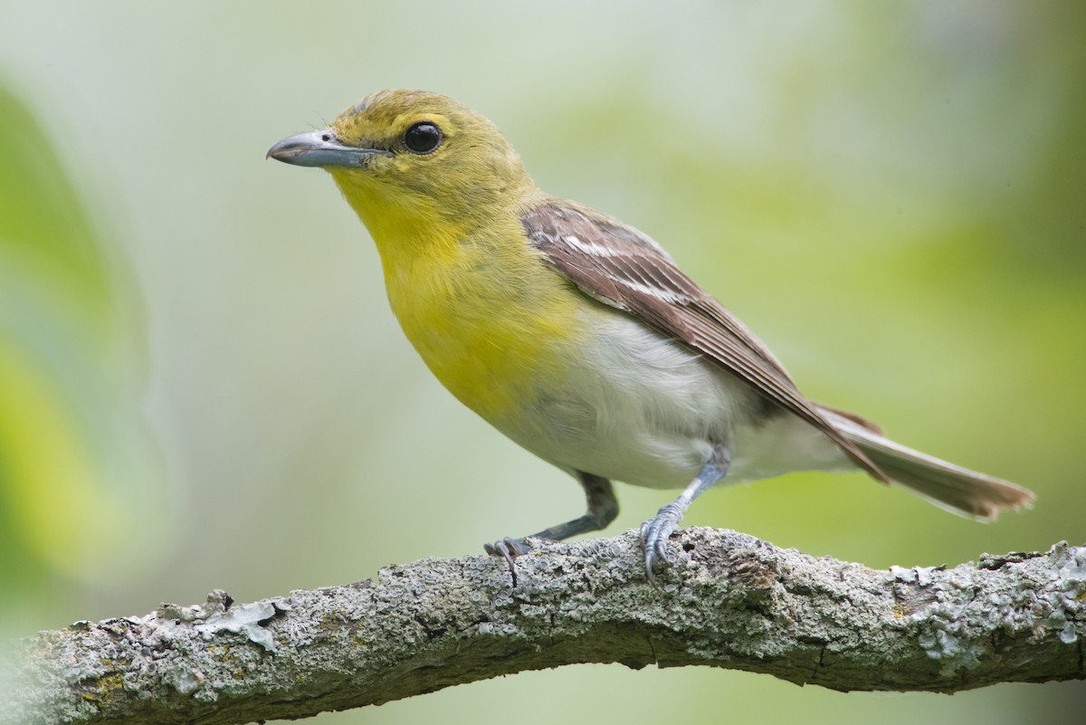 Yellow-throated Vireo - ML64292321