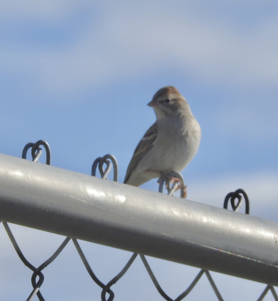 Chipping Sparrow - ML642923216