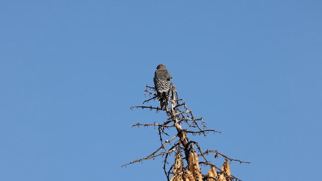 Gray-breasted Woodpecker - ML642923219