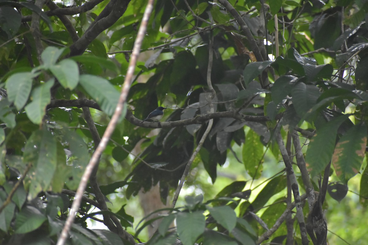 Palawan Blue Flycatcher - ML642923235