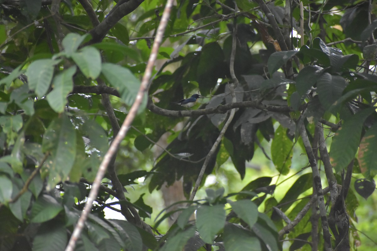 Palawan Blue Flycatcher - ML642923236