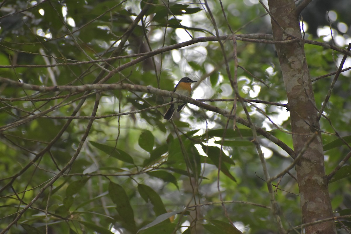Palawan Blue Flycatcher - ML642923245