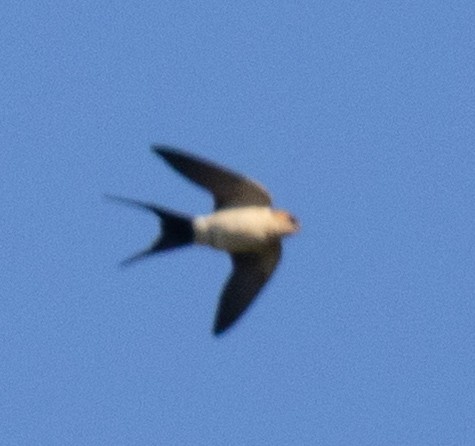 European Red-rumped Swallow - ML642923247