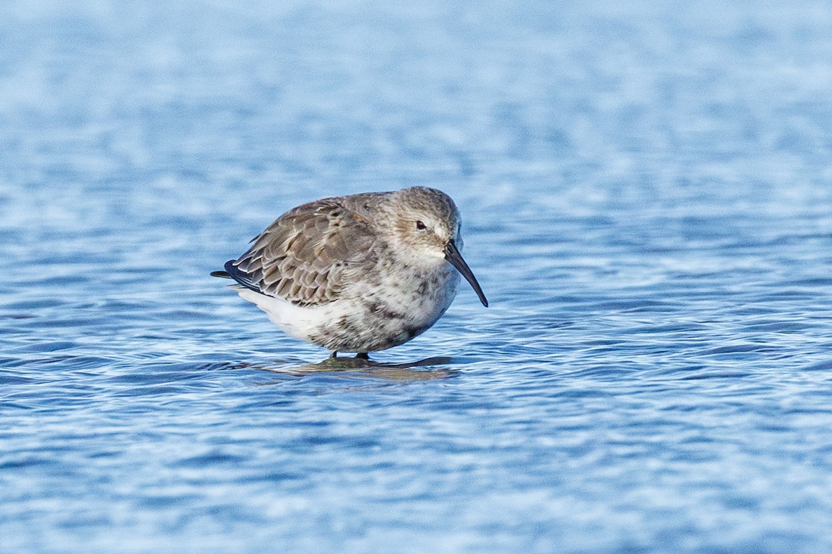 Piovanello pancianera - ML642923253
