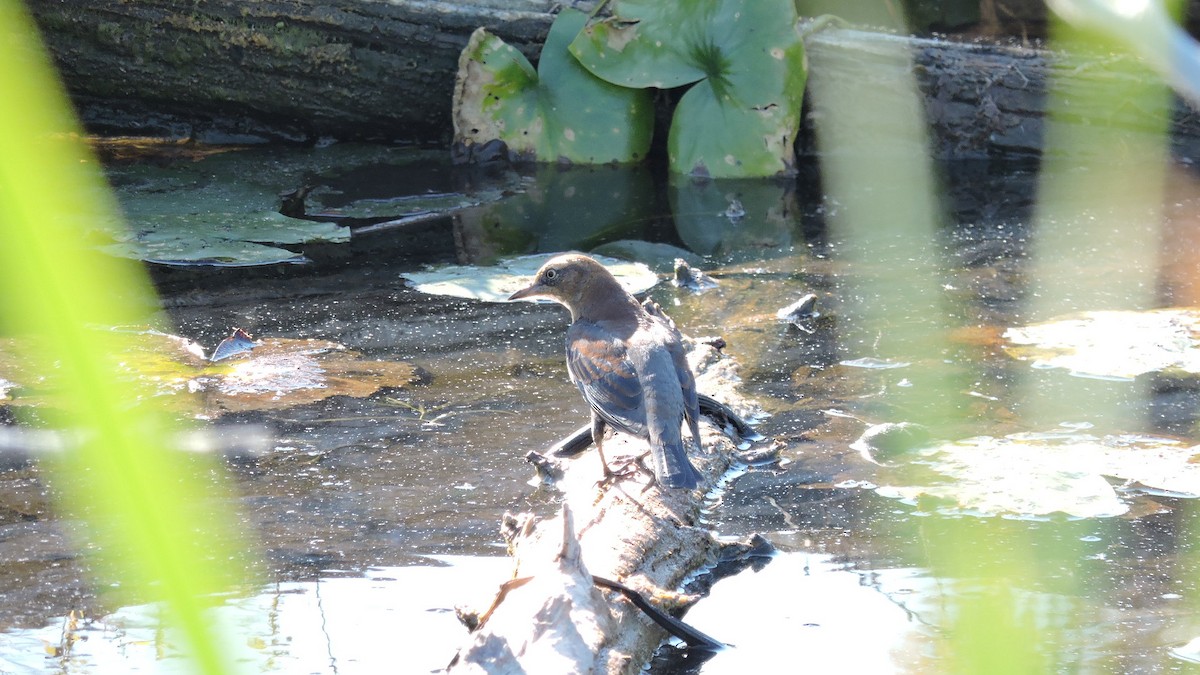Rusty Blackbird - ML642923255