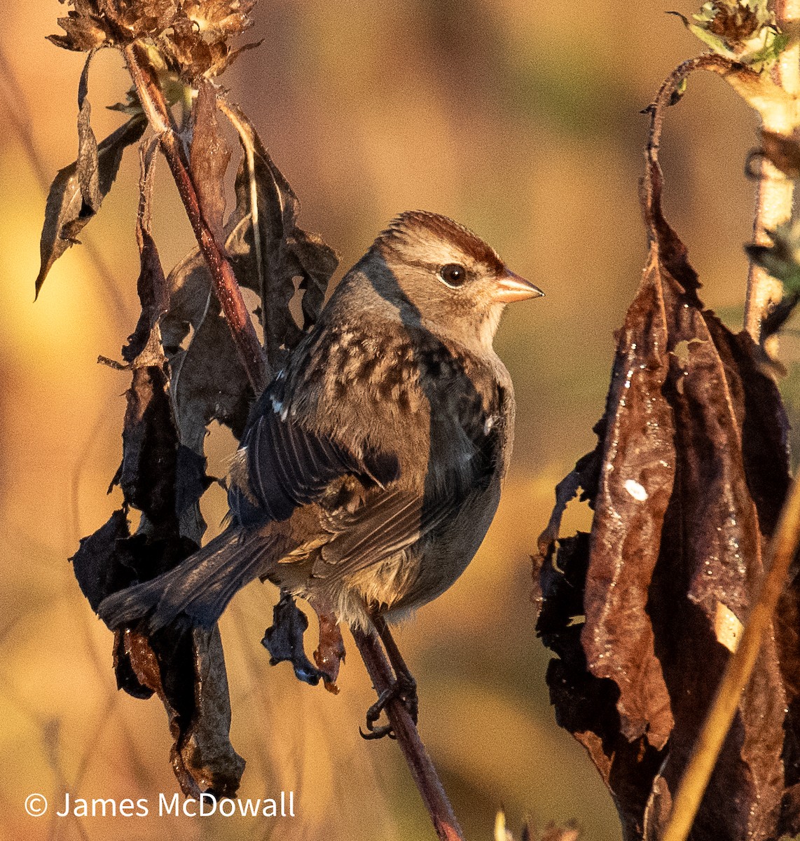 White-crowned Sparrow - ML642923258