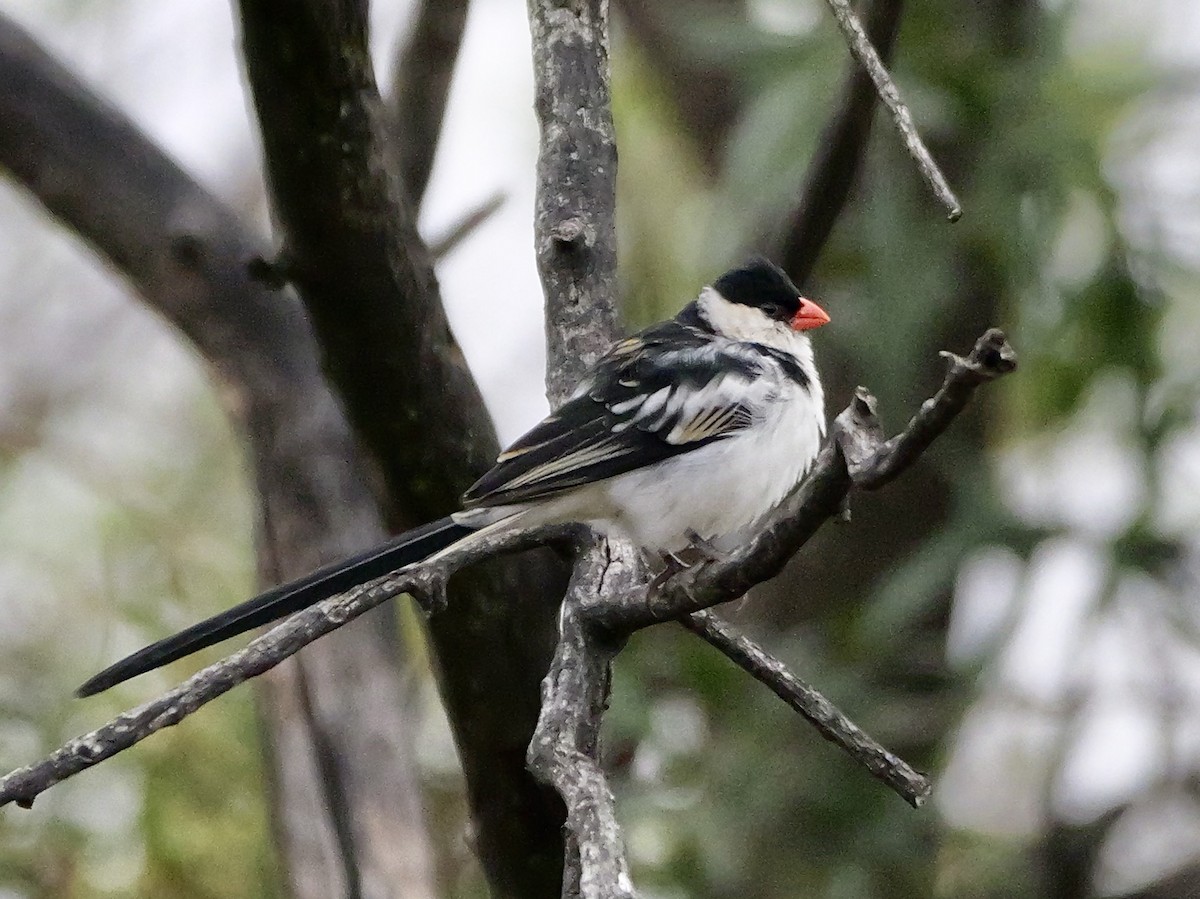 Pin-tailed Whydah - ML642923259
