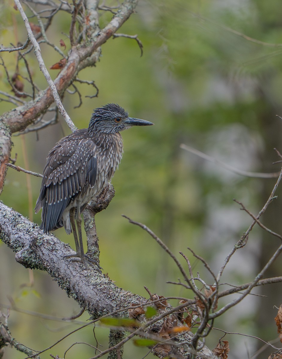 Yellow-crowned Night Heron - ML642923260