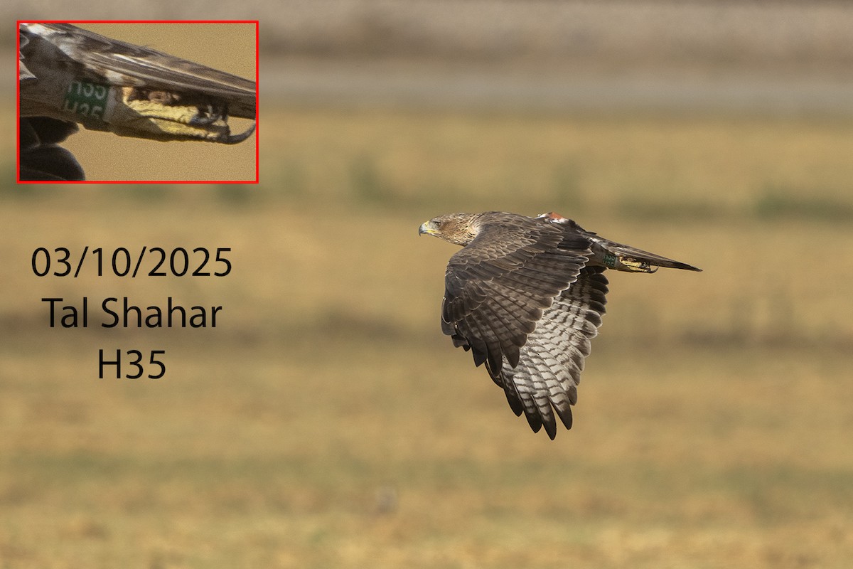 Aquila di Bonelli - ML642923268