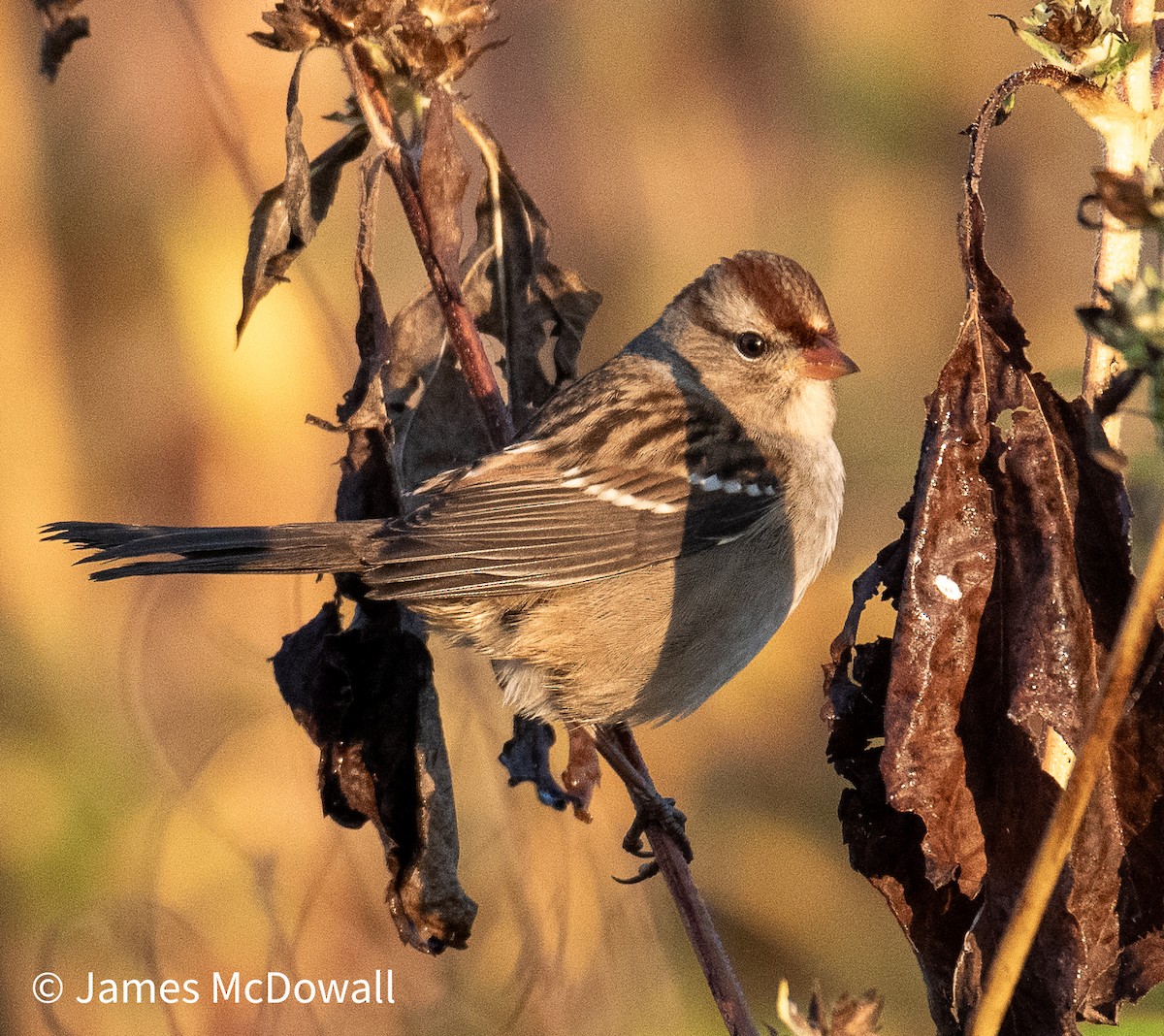 White-crowned Sparrow - ML642923276
