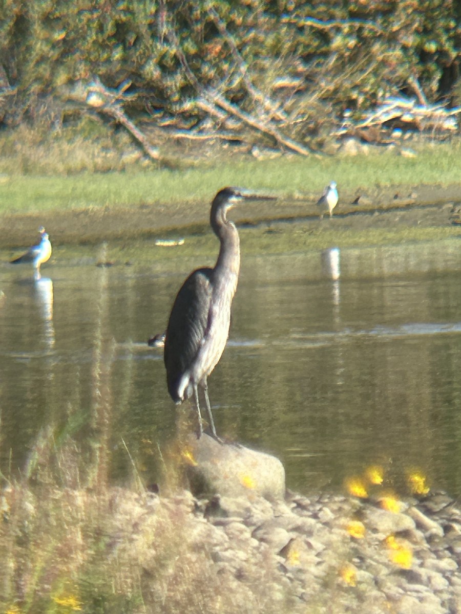 Great Blue Heron - ML642923277