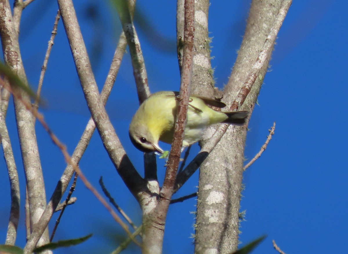 Blue-headed Vireo - ML642923280