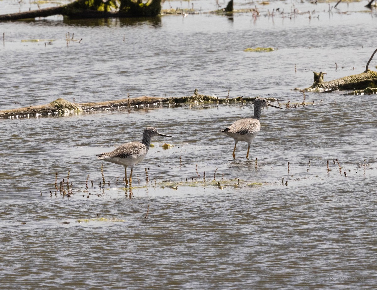 Greater Yellowlegs - ML642923281