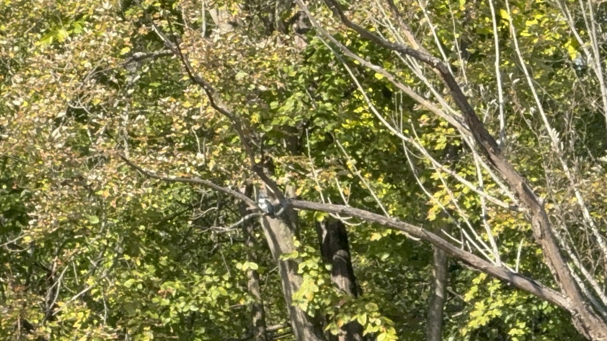 Belted Kingfisher - ML642923283