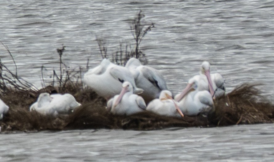 American White Pelican - ML642923307