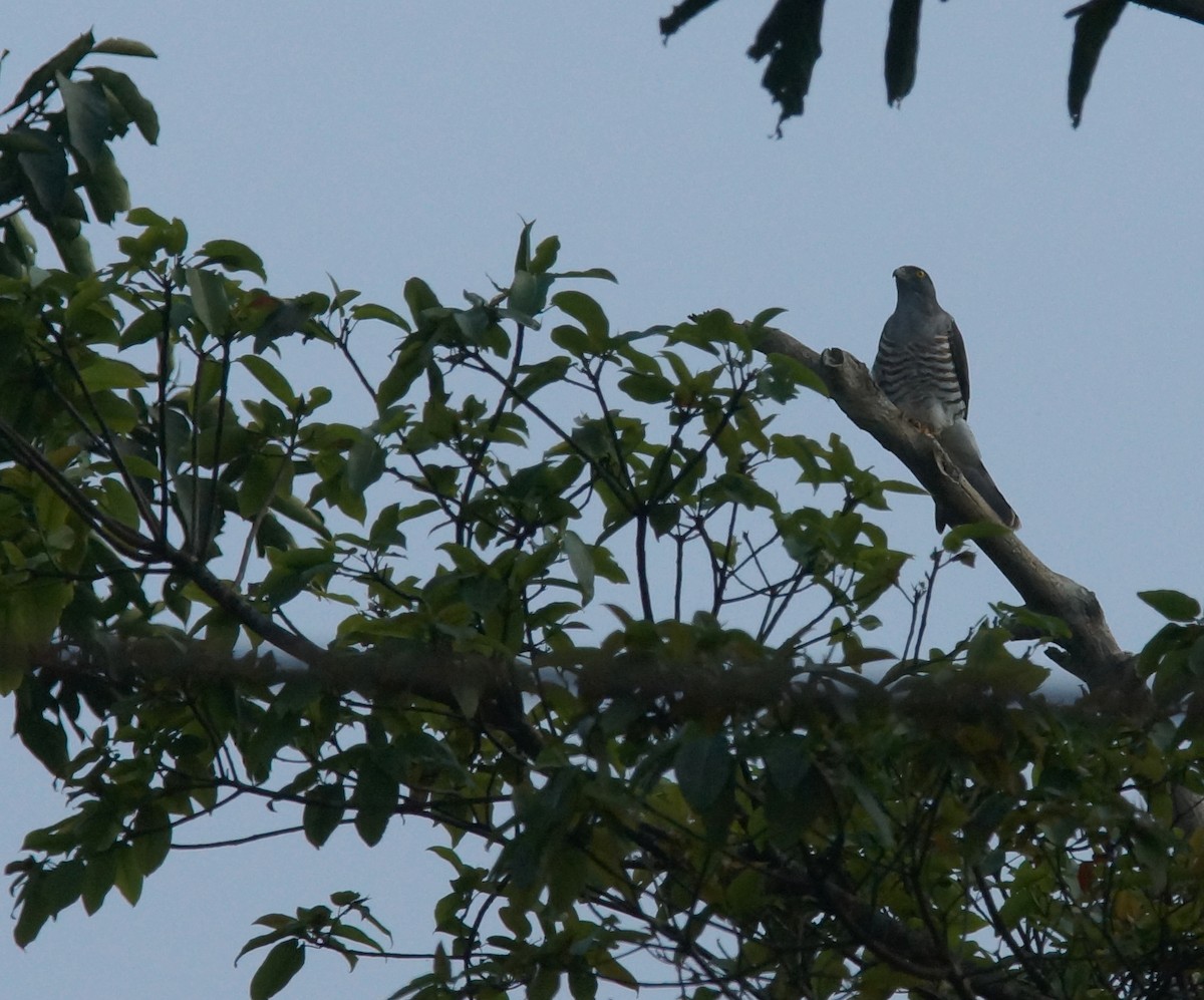 African Cuckoo-Hawk - ML642923308