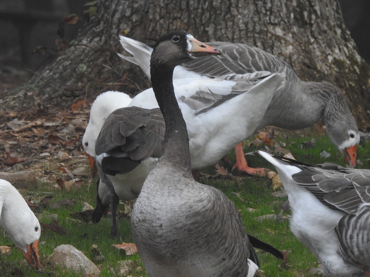 Graylag x Canada Goose (hybrid) - ML642923332