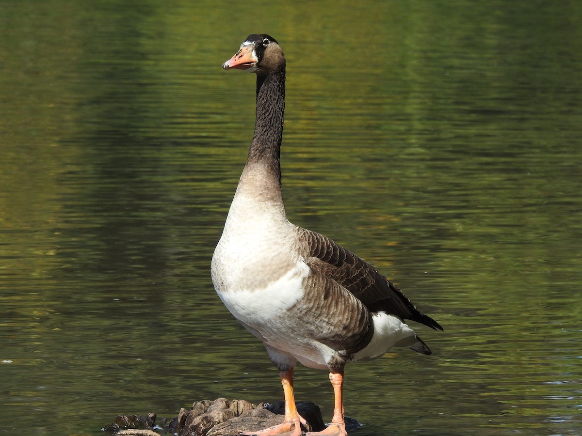 Graylag x Canada Goose (hybrid) - ML642923335