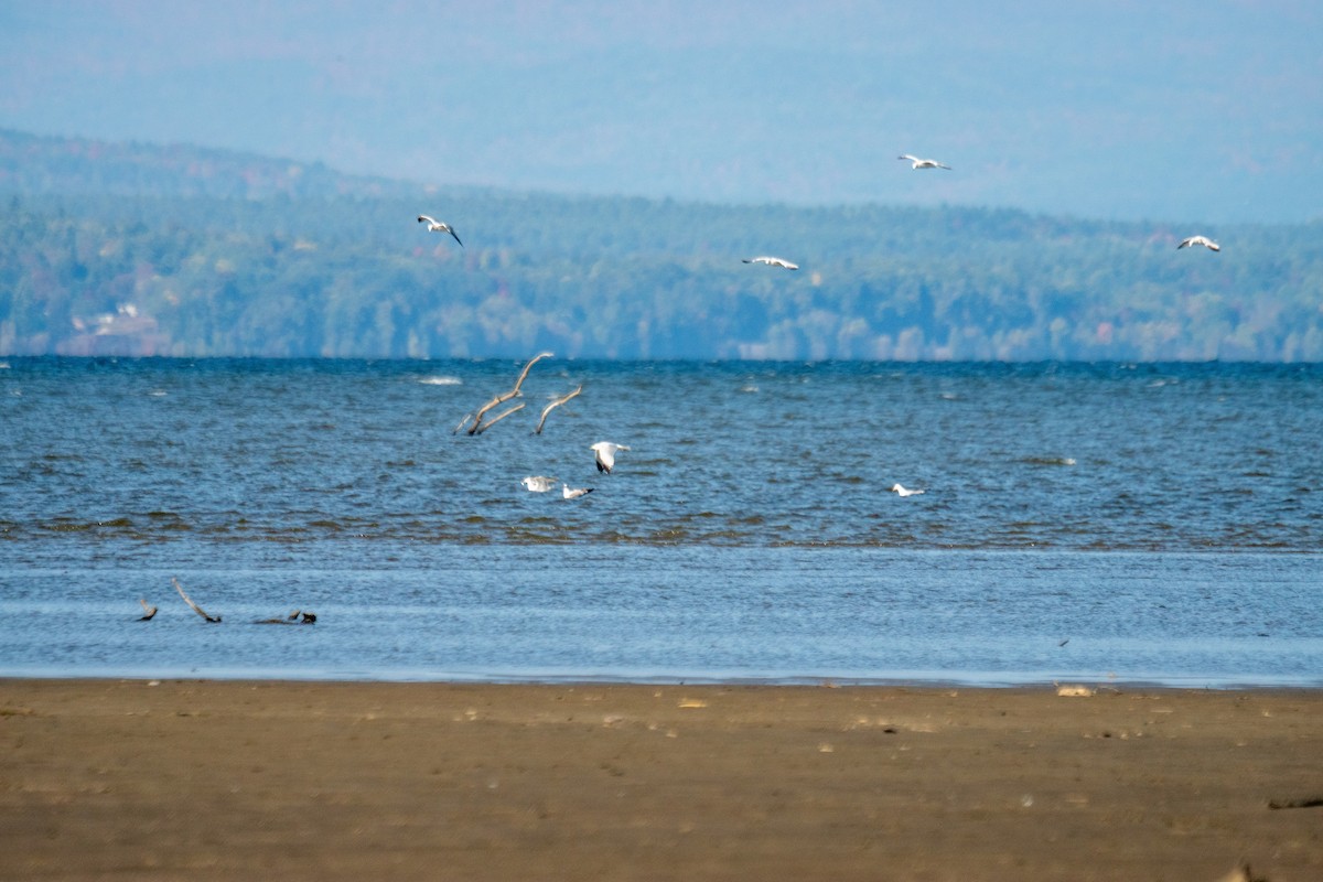Ring-billed Gull - ML642923342