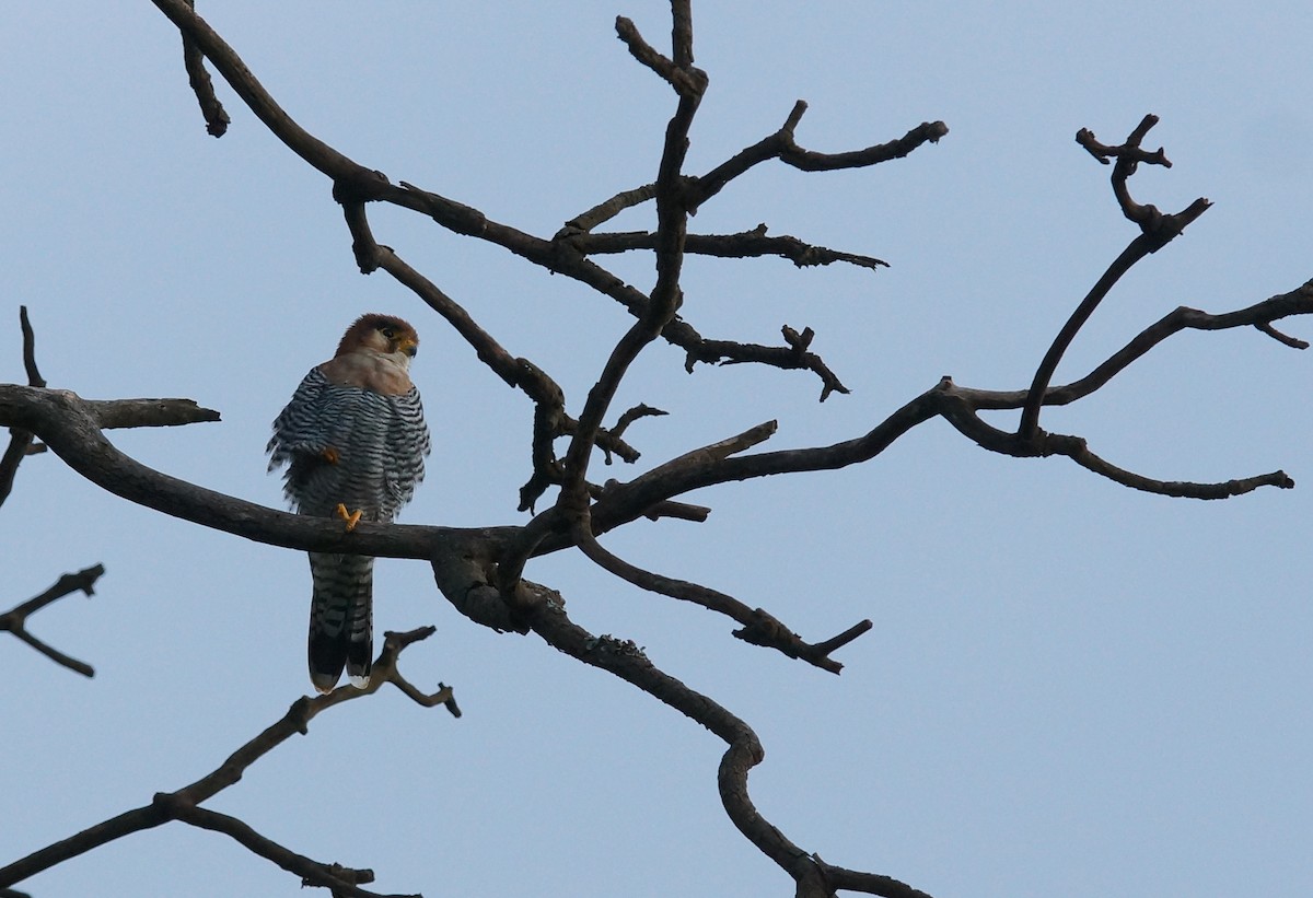 Red-necked Falcon - ML642923346
