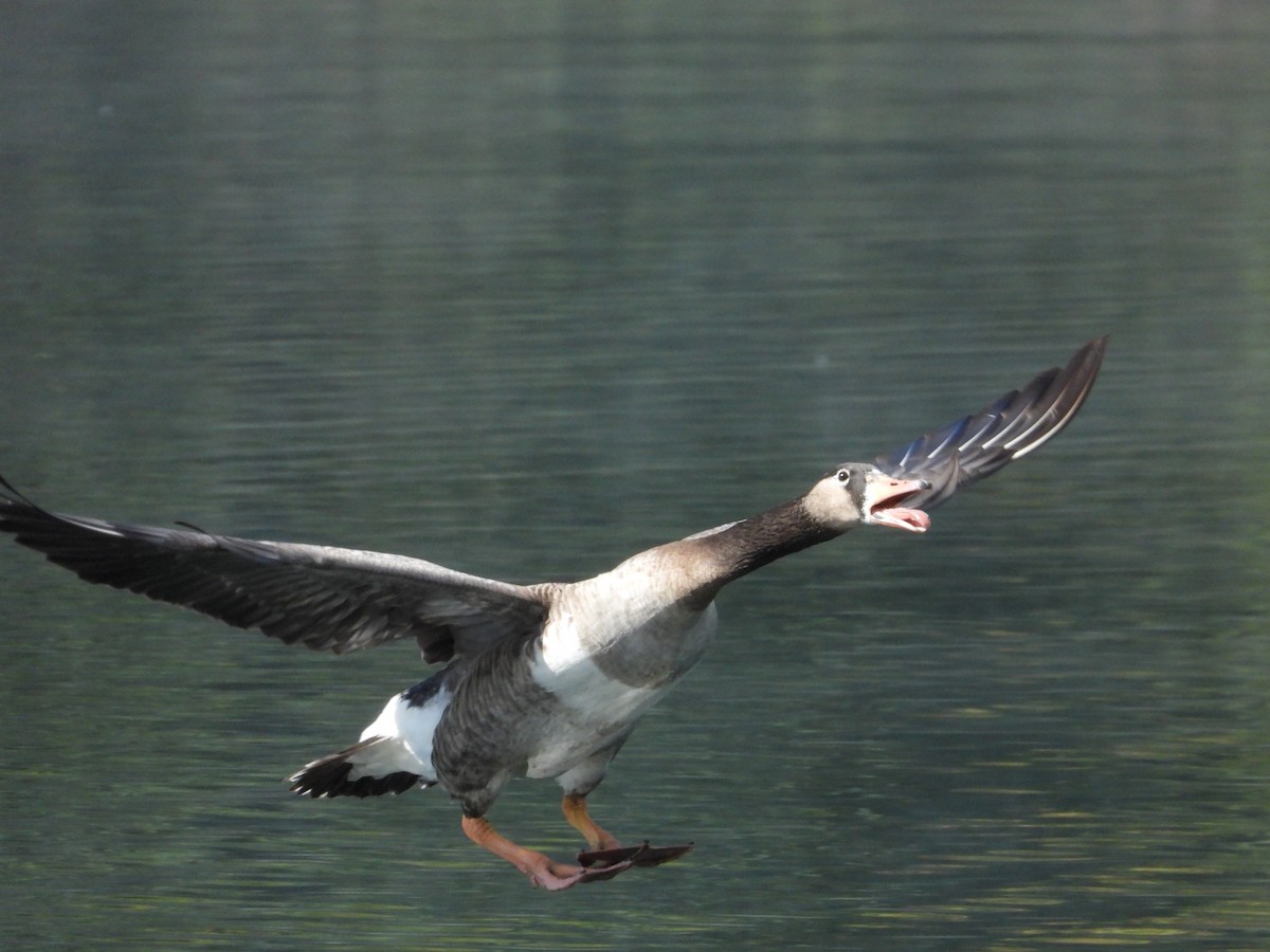 Graylag x Canada Goose (hybrid) - ML642923347
