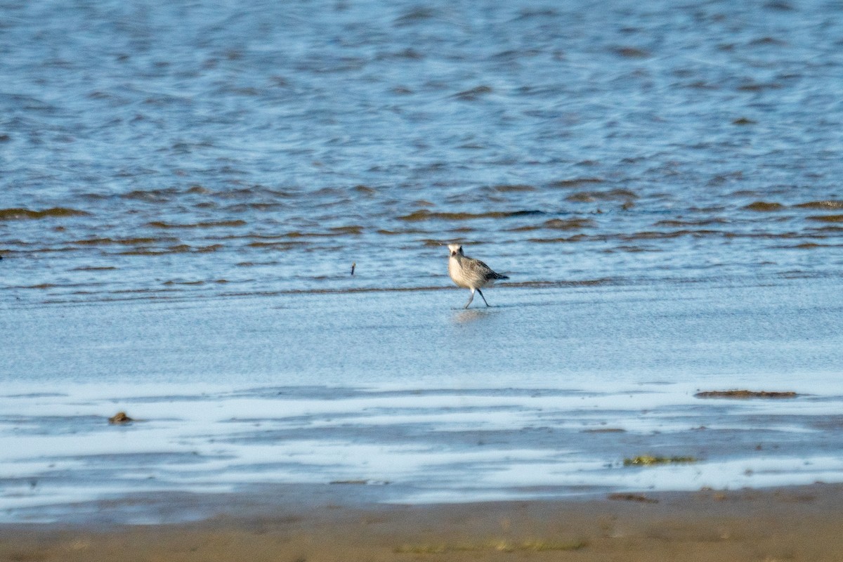 Black-bellied Plover - ML642923348