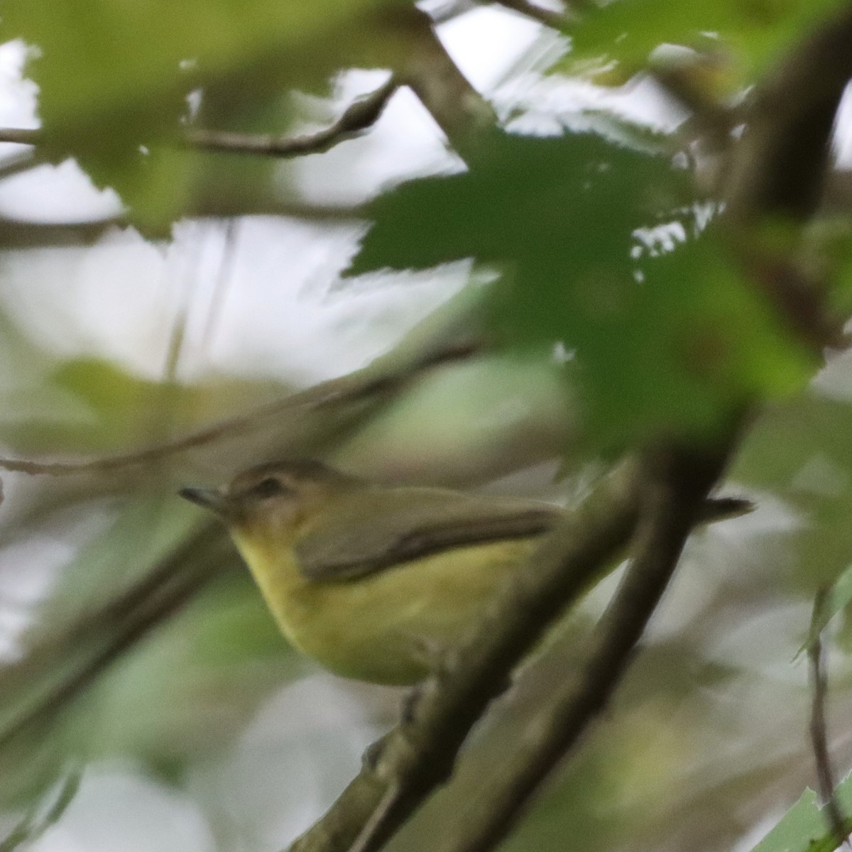 Philadelphia Vireo - ML642923350