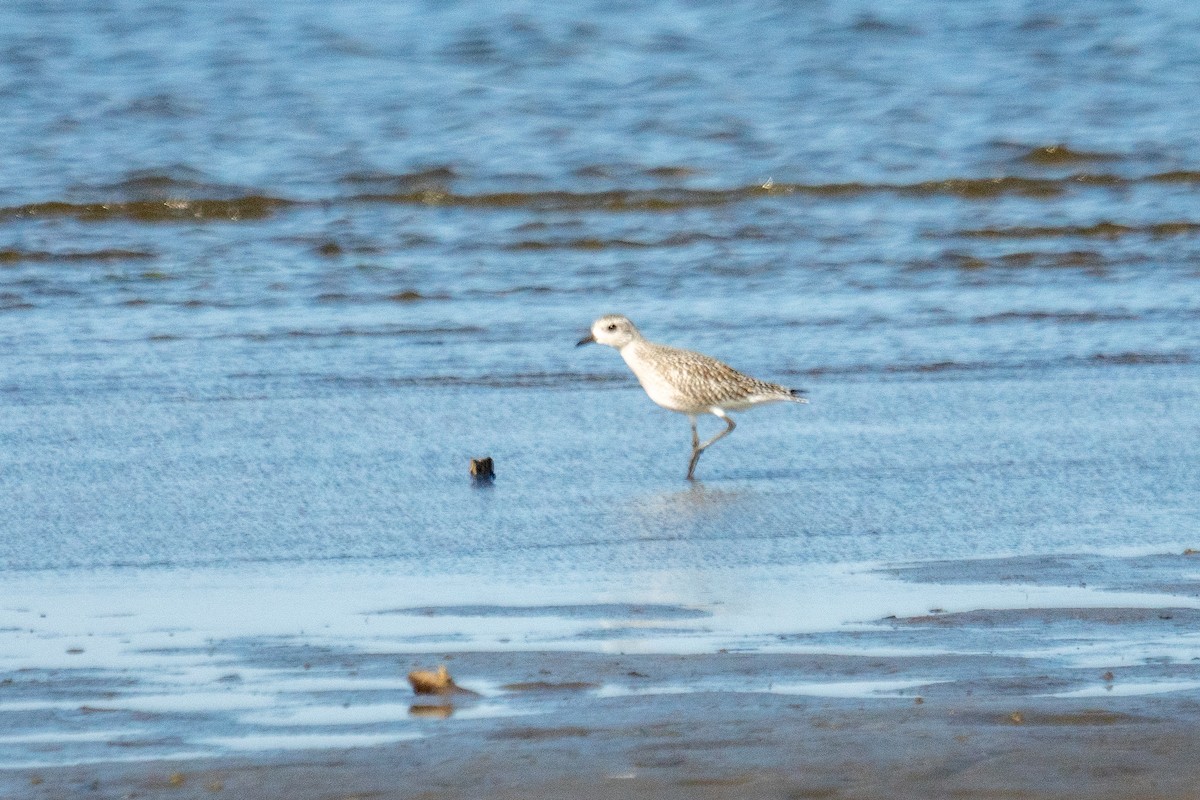 Black-bellied Plover - ML642923351